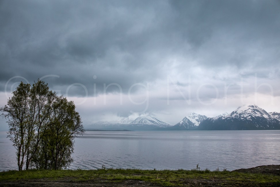 5_lyngen-tree